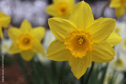 Closeup of yellow daffodil among other daffodil flowers