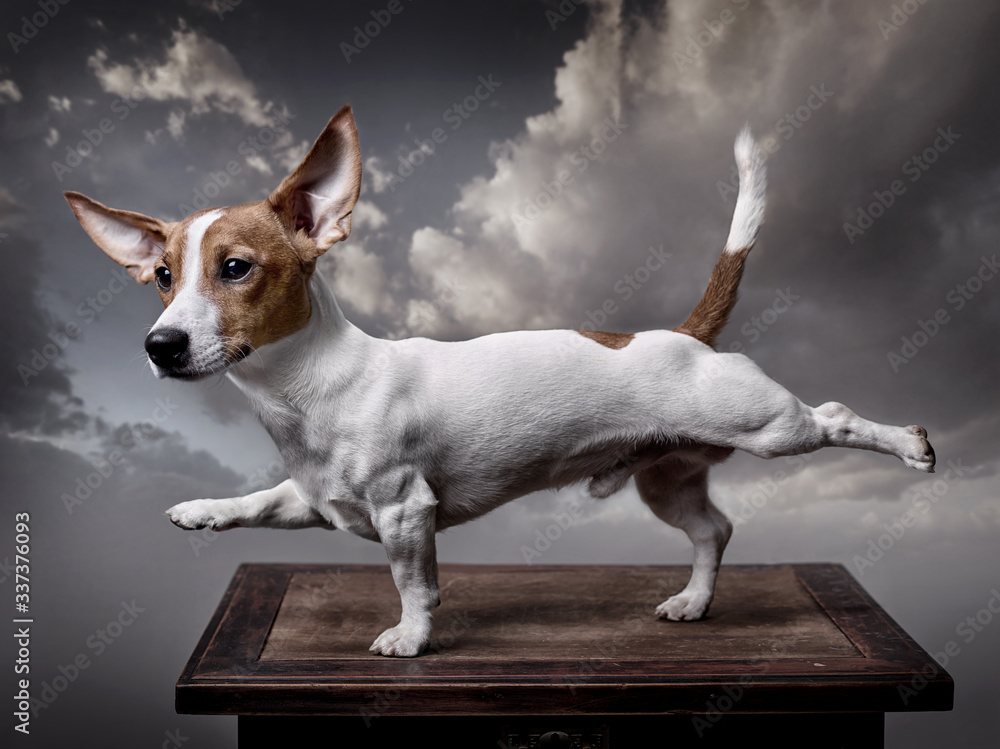 A dog, Jack Russell Terrier stretches its front right and back left legs,  tail is raised up. Background - grey clouds. Stock Photo | Adobe Stock