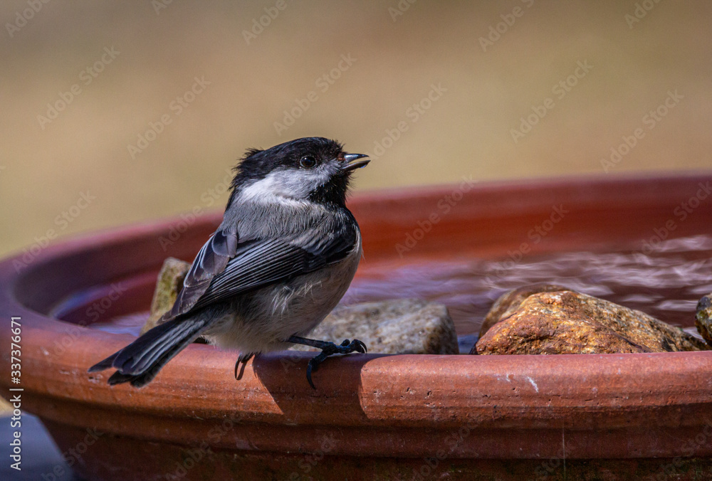 Fotografía A black-capped chickadee drinking water