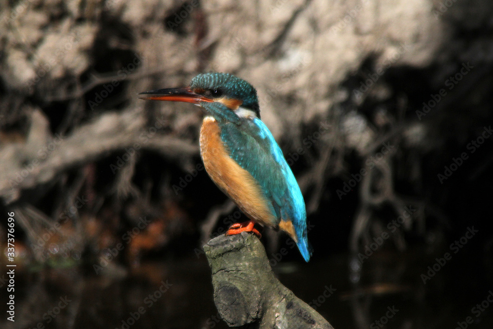 Fototapeta premium Eisvogel