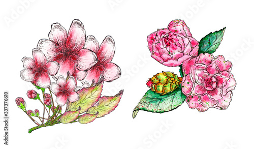 Fototapeta Naklejka Na Ścianę i Meble -  watercolor set of floral elements