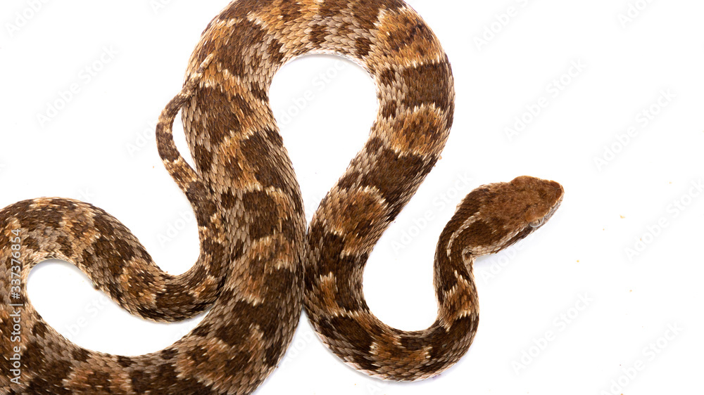 snake isolated on white background snake isolated on white background