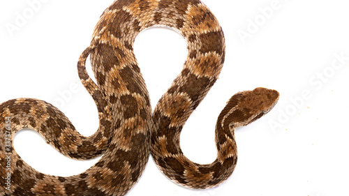 snake isolated on white background