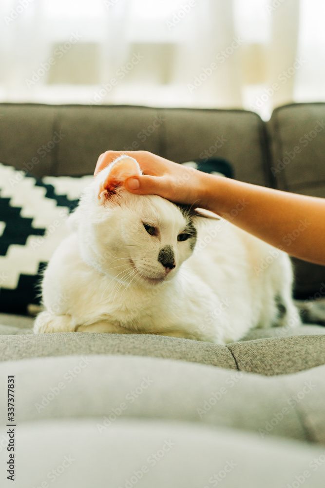 Little Girl Petting White Cat Little Girl Petting White Cat