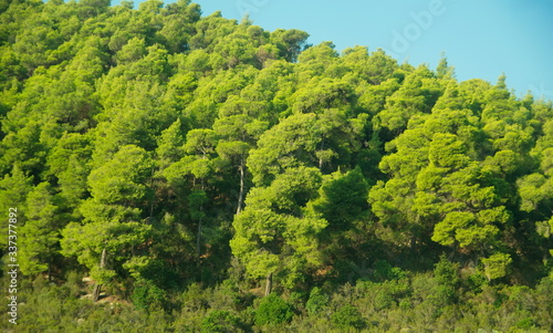 A green forest in an area in Greece,Chalkidiki outside a greek town Bourbourou,.in a summer day 