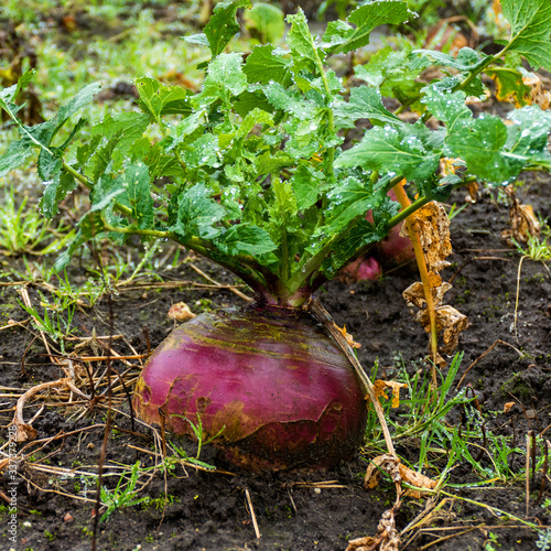 фотографія Close up of rutabaga in the rain (Brassica napobrassica) - swede, neep, turnip o