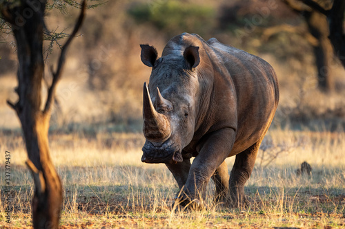 White rhino photo