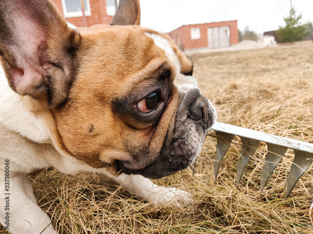 Fototapeta premium french bulldog playing with rake on dry grass