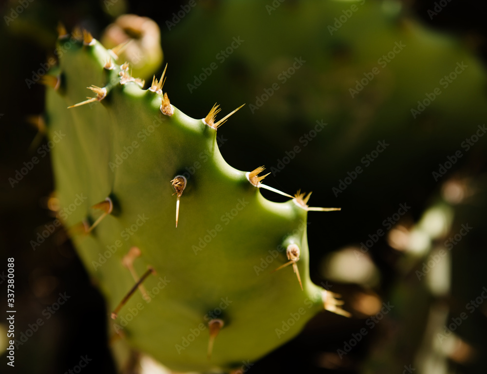 cactus close up, Salvador, Brazil, South America cactus close up, Salvador, Brazil, South America