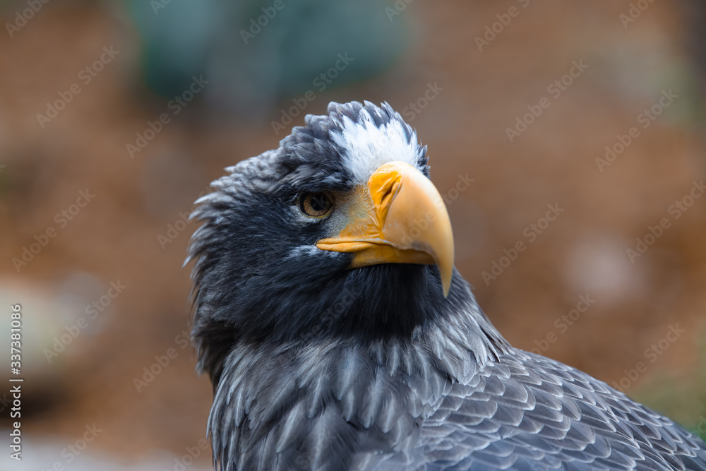 Stellers Sea Eagle Close Up
