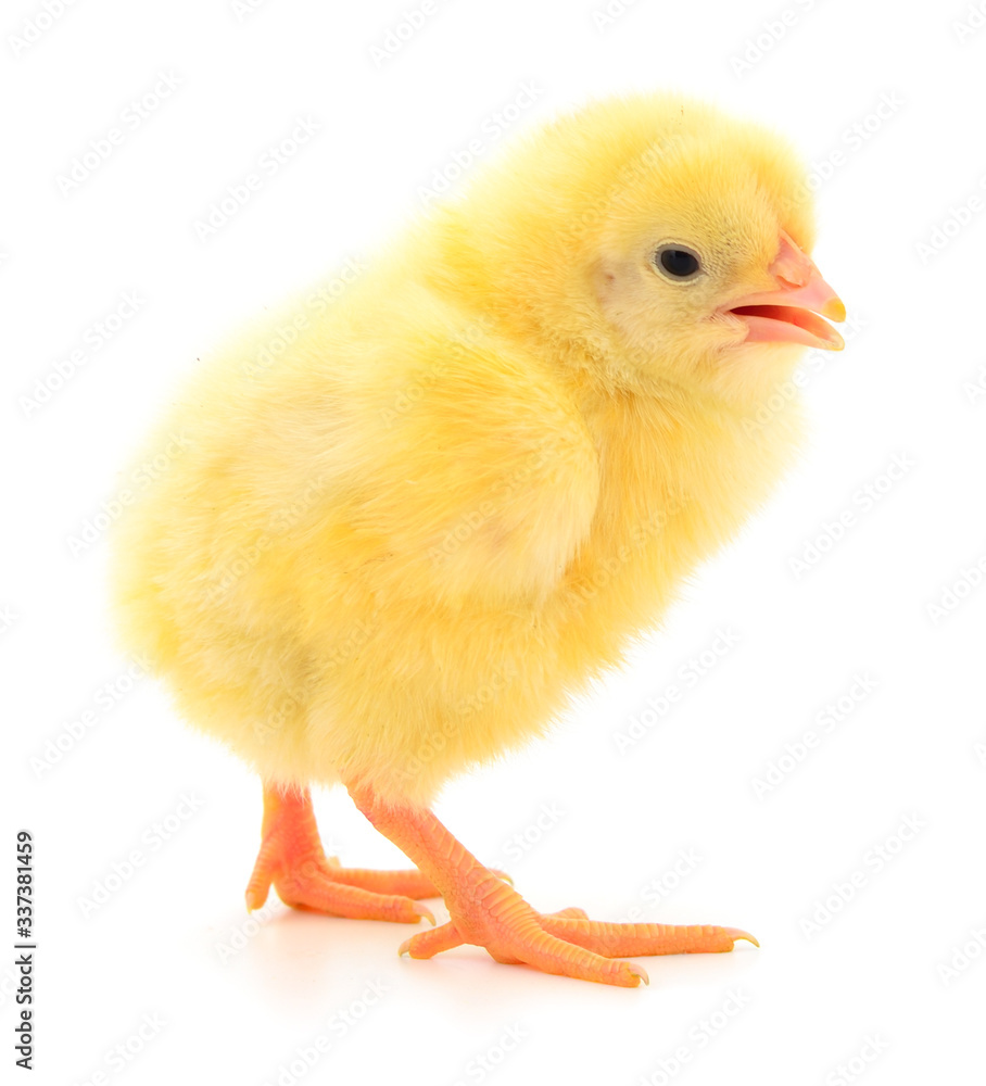Little chicken isolated. Little chicken isolated.