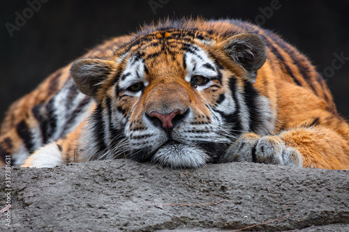 Fototapeta Naklejka Na Ścianę i Meble -  tiger resting in the sun