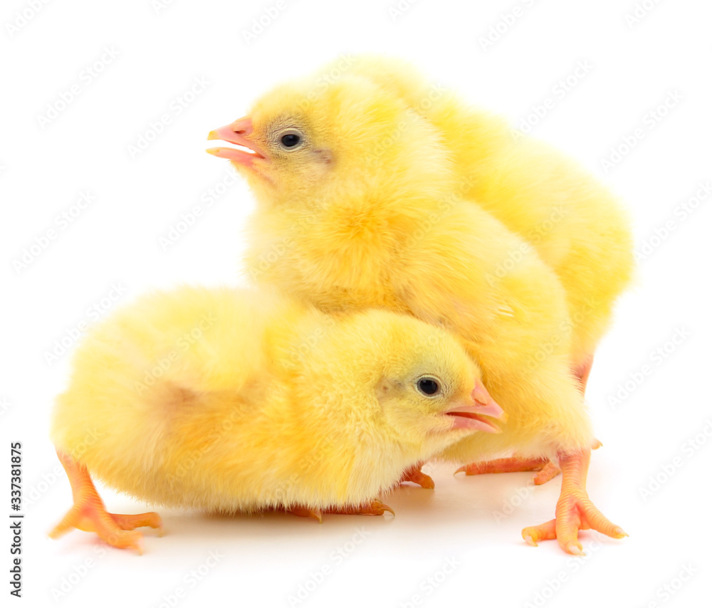 Obraz premium Little chickens isolated.