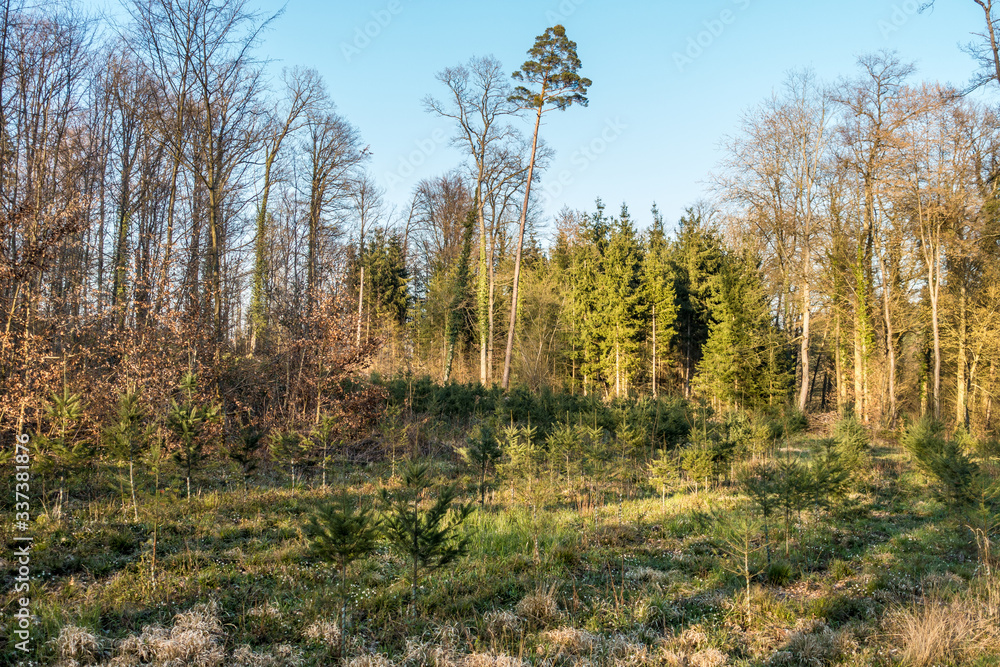 Wiederaufforstung im Wald Wiederaufforstung im Wald