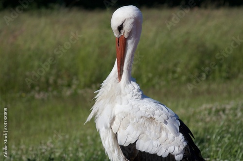 white stork ciconia