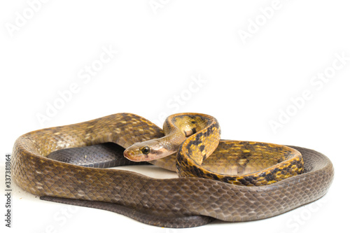 Coelognathus flavolineatus, the black copper rat snake or yellow striped snake, is a species of Colubrid snake found in Southeast Asia. isolated on white background photo