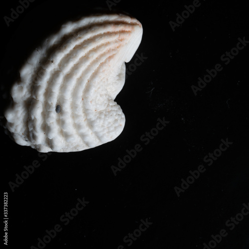 Seashells textures, shapes, colors for graphic resources on black background, macro photography photo