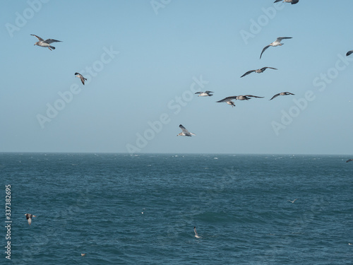 Seagulls fly over the blue sea. Freedom