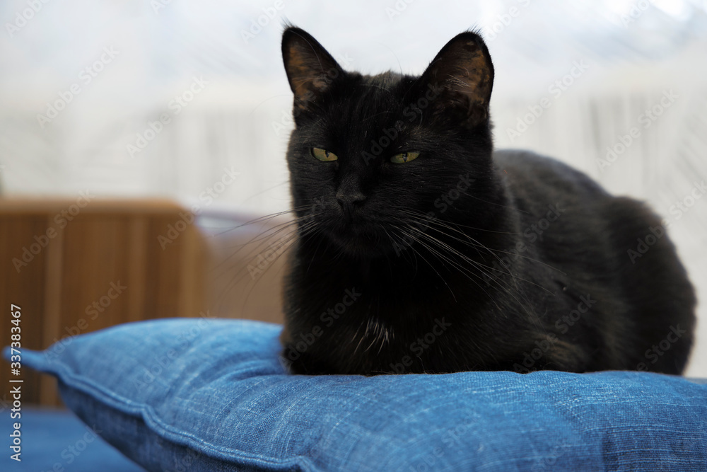 Black cat sitting on a blue pillow at home