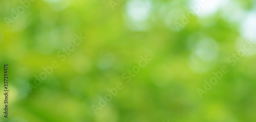 Abstract Nature Bokeh Background Green spring leaves blurred beautiful as green bokeh that blurs the focus of the leaves from the trees.