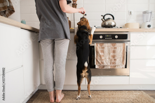 young woman cooks in the kitchen with a dog