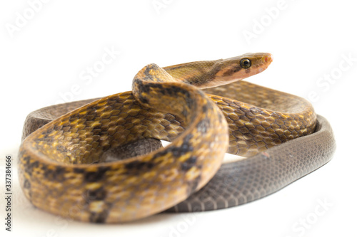 Coelognathus flavolineatus, the black copper rat snake or yellow striped snake, is a species of Colubrid snake found in Southeast Asia. isolated on white background photo