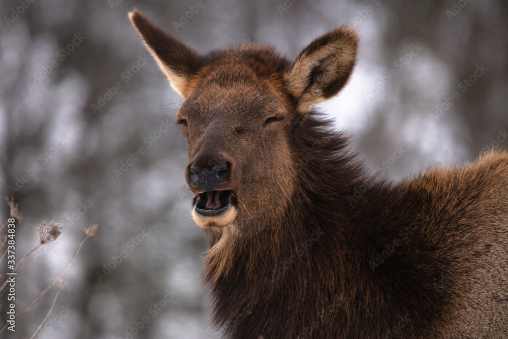 Elk Grazing In A Grassy Field After A Long Winter