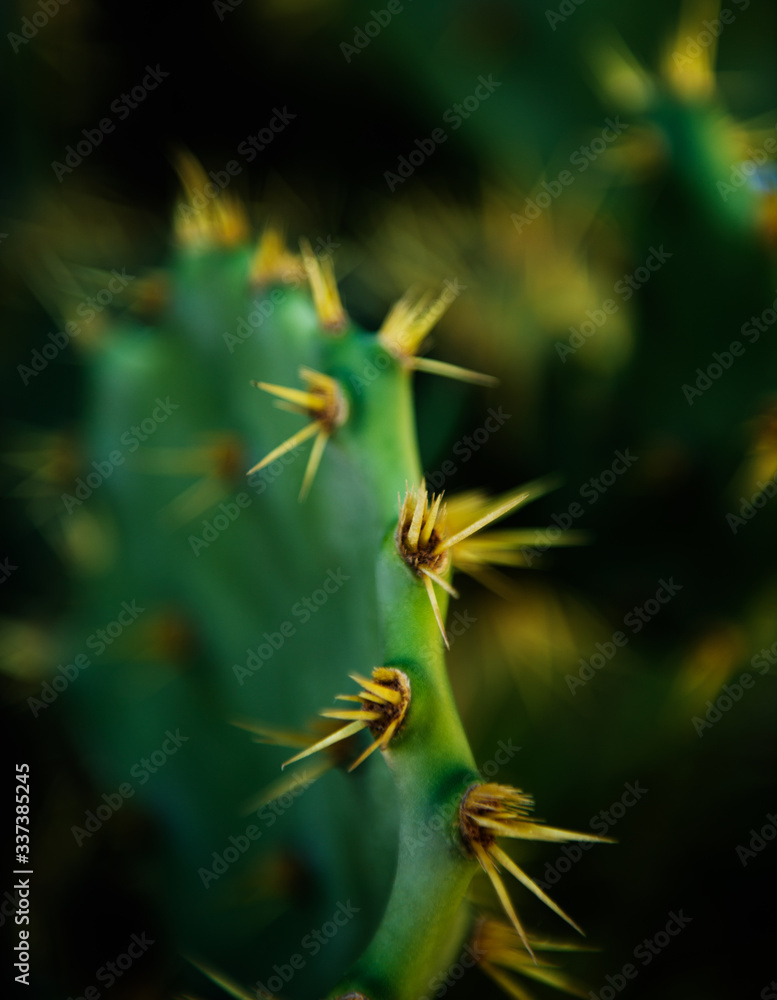 Cactus close up, Rio de Janeiro, Brazil Cactus close up, Rio de Janeiro, Brazil