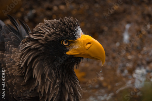 Stellers Sea Eagle Close Up