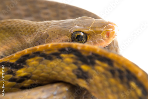 Coelognathus flavolineatus, the black copper rat snake or yellow striped snake, is a species of Colubrid snake found in Southeast Asia. isolated on white background photo