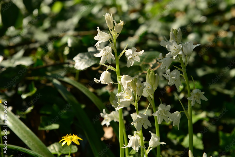 Snowbells, U.K. Spring flowering wildflowers. Snowbells, U.K. Spring flowering wildflowers.