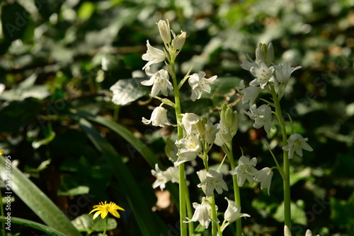 Snowbells, U.K. Spring flowering wildflowers.