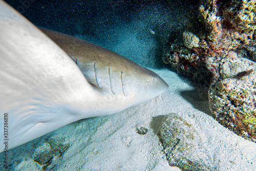 Nurse Shark close up on black at night photo