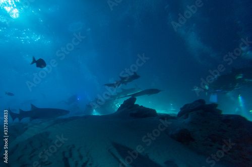 diving in shark infested water at night on alimatha maldives site photo