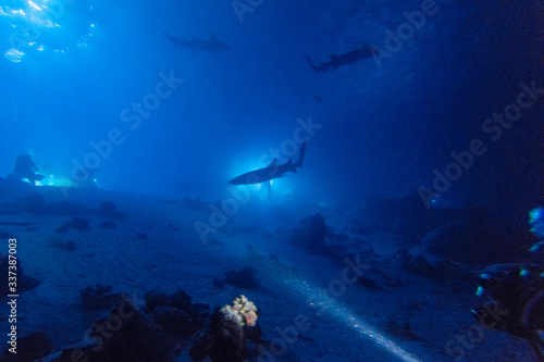 diving in shark infested water at night on alimatha maldives site photo