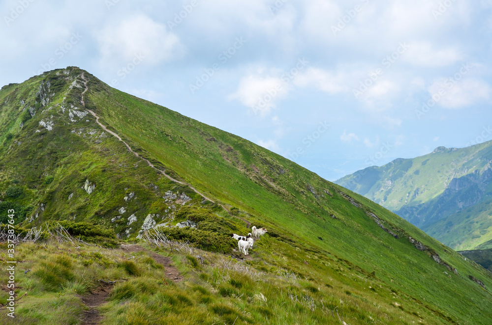 Big shepherd dogs standing on steep green grassy mountain slope on sunny summer day. Marmarosy ridge, Ukraine. Landscape photography Big shepherd dogs standing on steep green grassy mountain slope on sunny summer day. Marmarosy ridge, Ukraine. Landscape photography