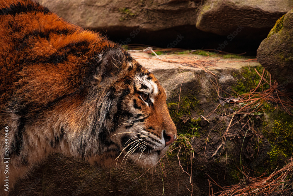 Naklejka premium Bengal Tiger Stalking It's Prey