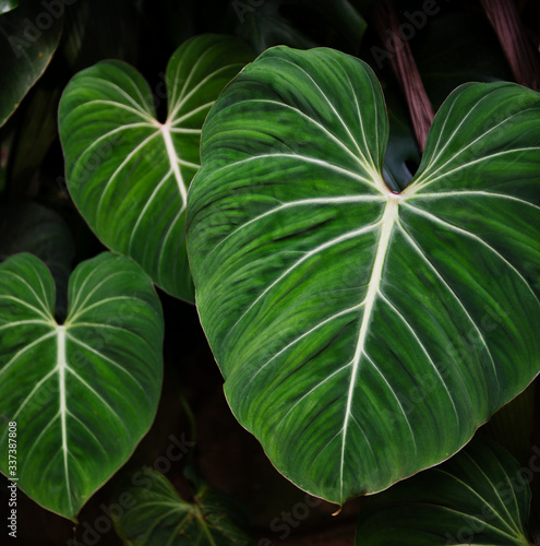 close up of green leaves in Parque Lage, a public park in the city of Rio de Janeiro, located in the Jardim Botânico neighborhood at the foot of the Corcovado, Rio De Janeiro, Brazil photo