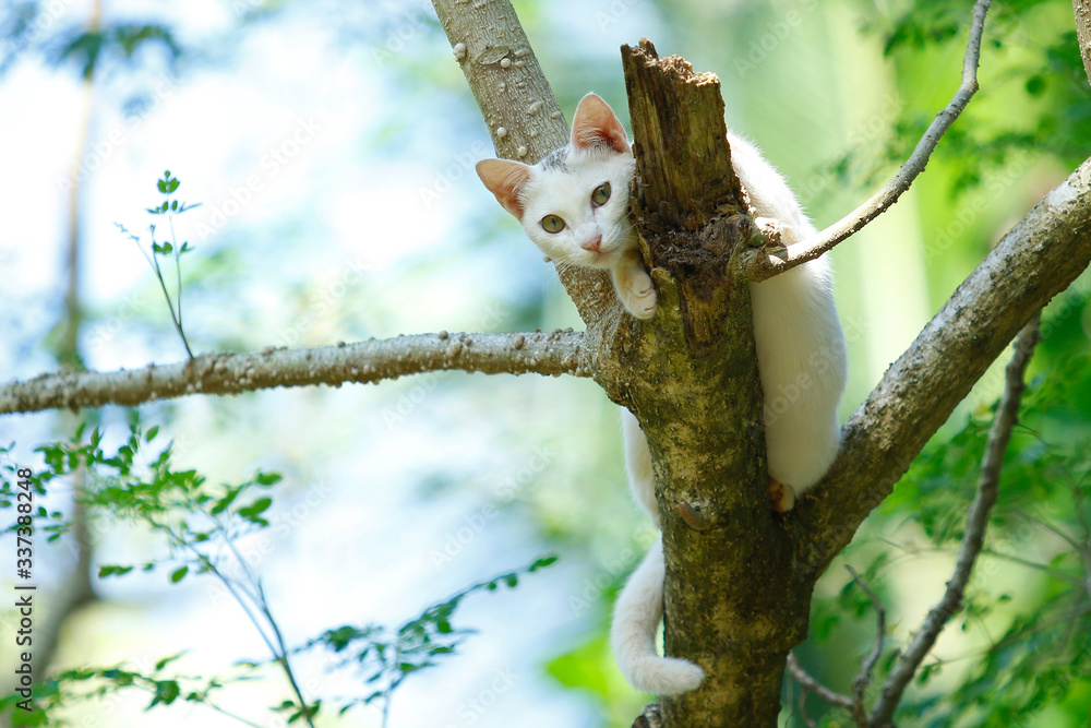 Beautiful Cat on a tree