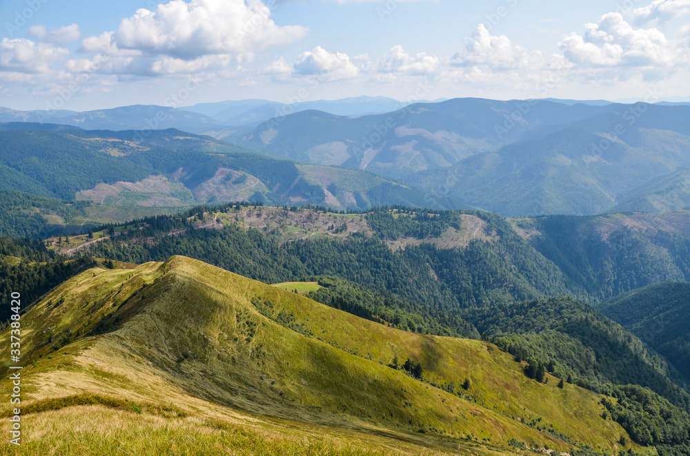 Ridge with grassy slopes and fir trees. Mountains and valleys of Carpathians in a far distance. beautiful summer scenery of Ukraine