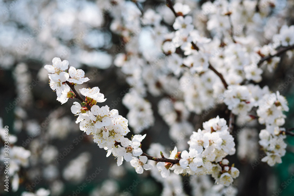 Spring blooming cherry or apricot. The spring sun Spring blooming cherry or apricot. The spring sun