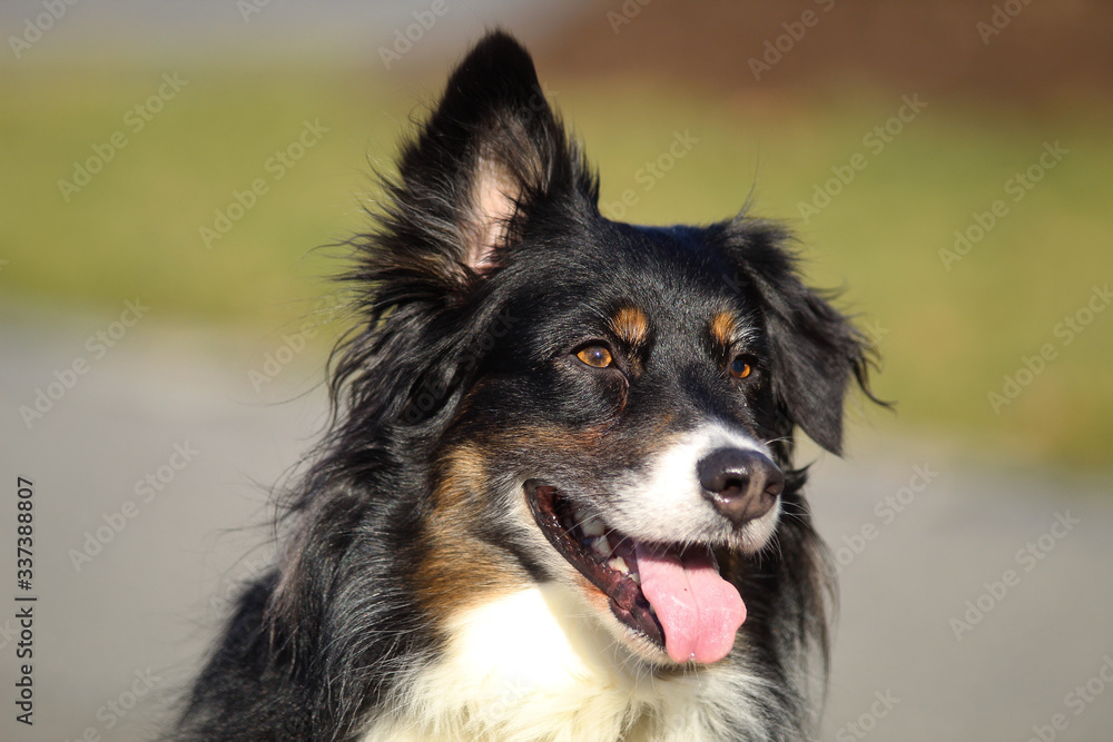 Happy australian shepherd