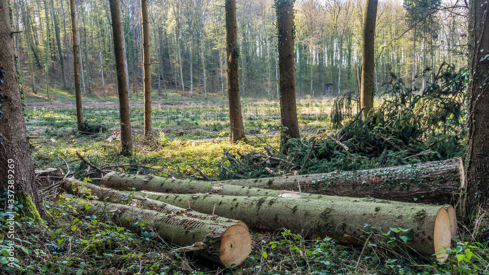 Gefällte Bäume und gerodeter Waldlichtung Gefällte Bäume und gerodeter Waldlichtung