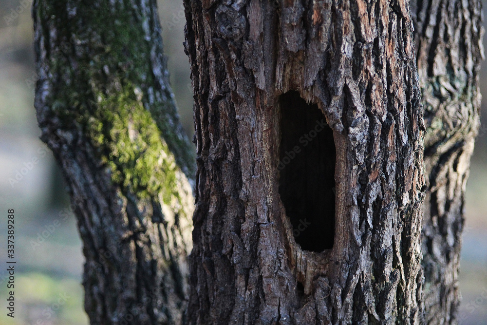 Fototapeta premium Hole in the tree