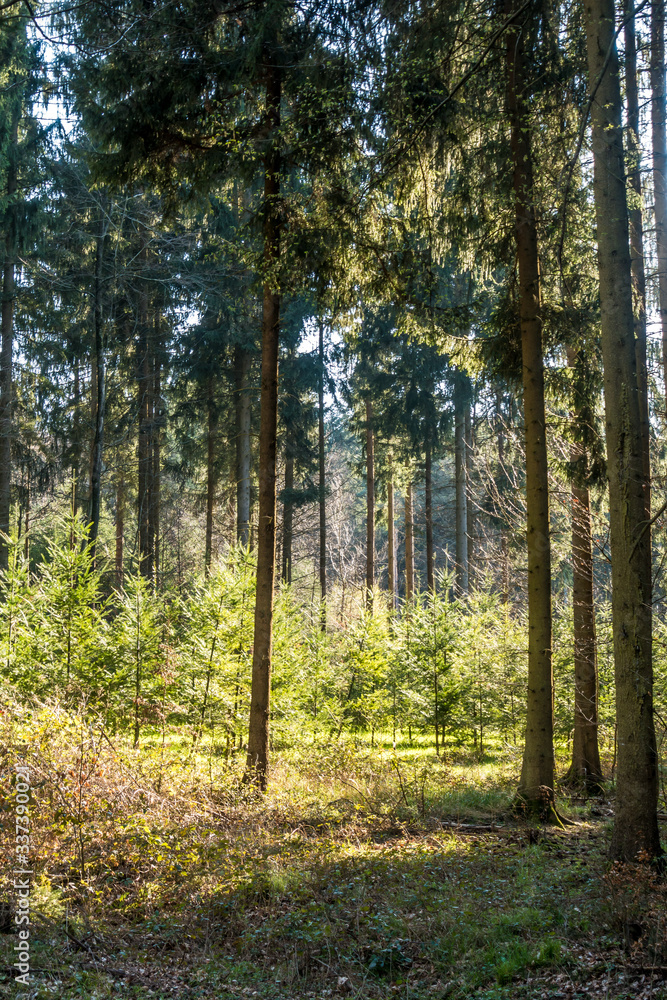 Wiederaufforstung im Mischwald Wiederaufforstung im Mischwald
