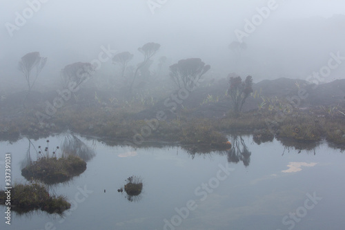 Landscape of water and reflections of endemic plants and flowers at the summit of Mount Roraima Tepui early in the morning, Gran Sabana. Venezuela 2015. photo