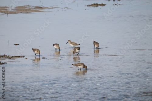 Canvas-taulu Sandpipers eating in shallow water at low tide at the beach