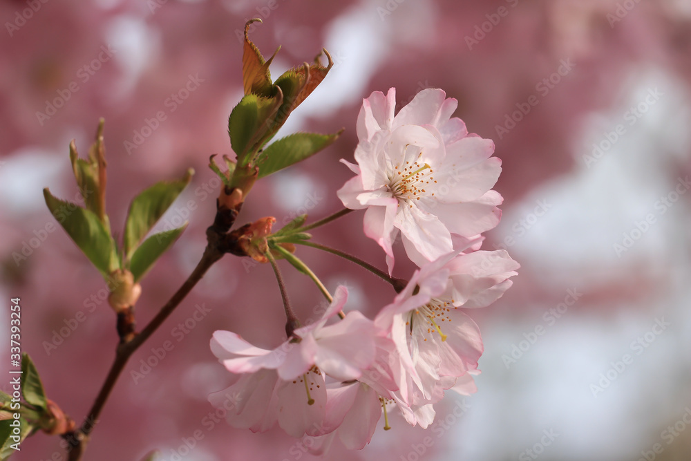 Japanische Zierkirschen blühen