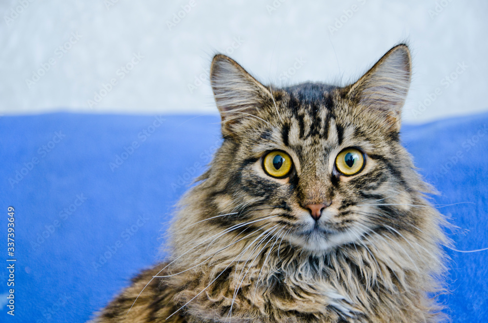 Fototapeta premium tiger , cat , domestic