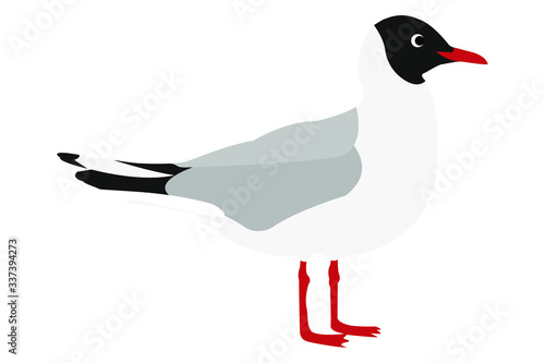 vector illustration of gull bird